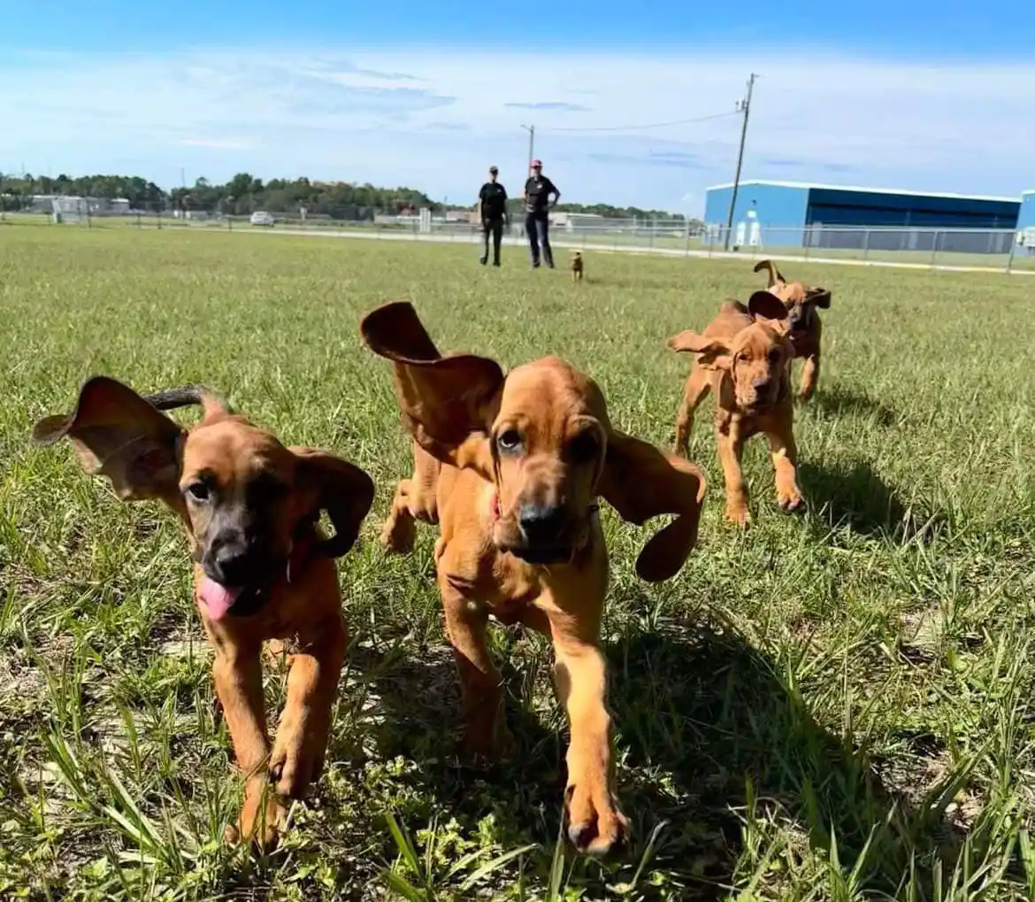 Bloodhound puppies running through a field.